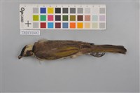 藏品(白頭翁)的圖片